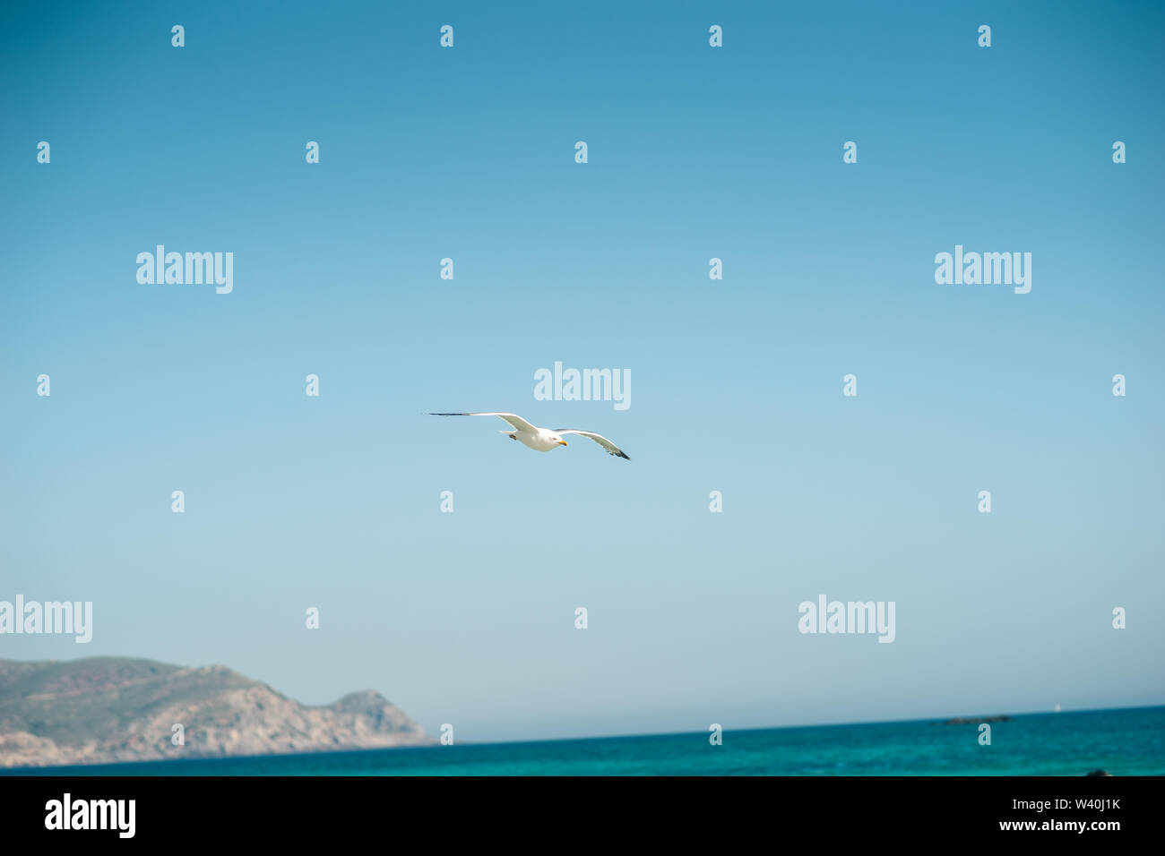 Close-up shot of a Single seagull flying, blue sky in background Stock Photo