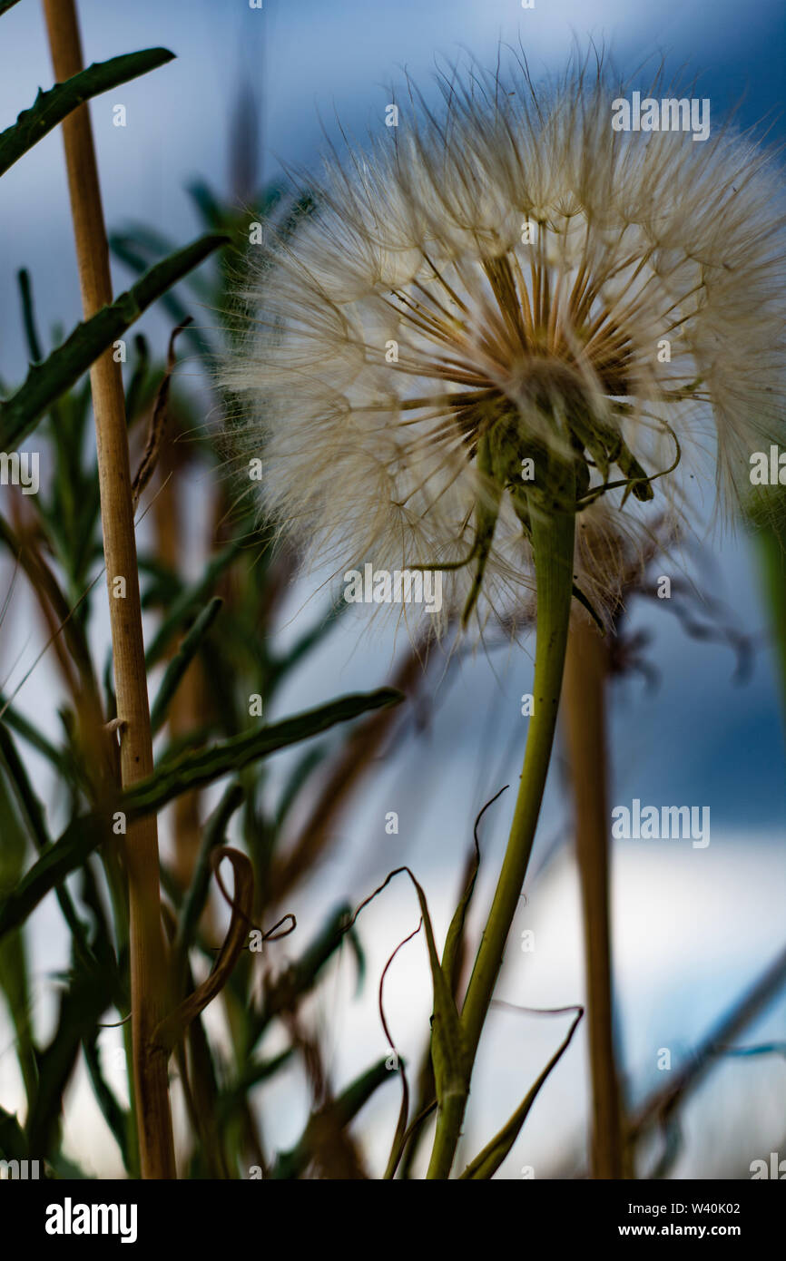 Puffy, golden seed head seeds of Colorado wild flower with dark cloudy sky background Stock