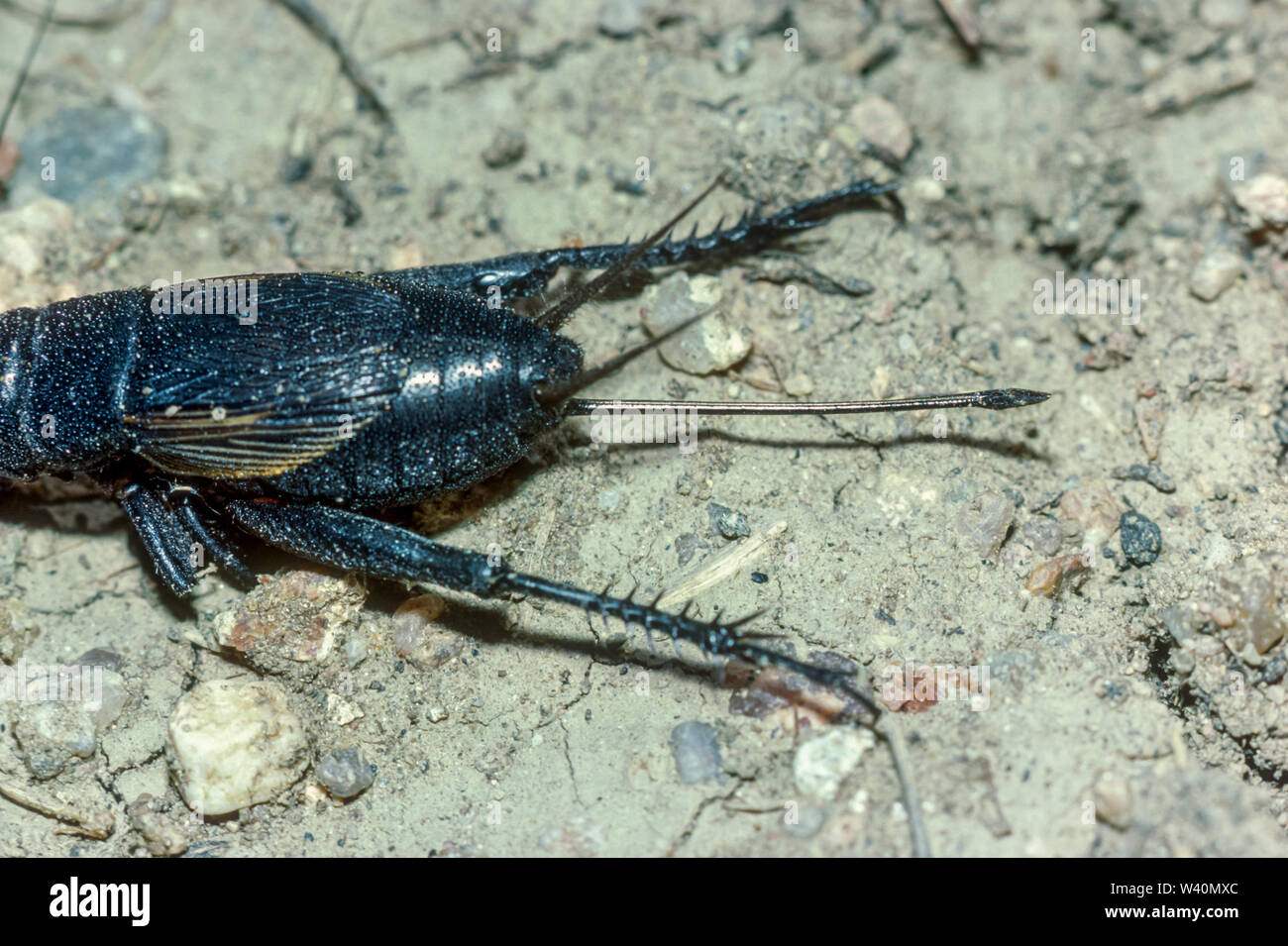 Close up view of rear of female Field Cricket (Gryllus assimilis), showing  egg laying ovipositor, Lakewood Colorado US. Stock Photo
