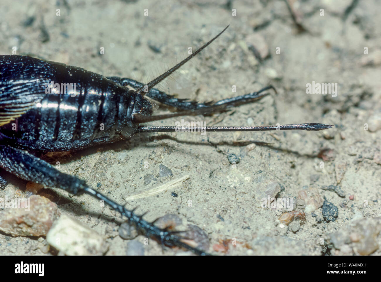 Close up view of rear of female Field Cricket (Gryllus assimilis), showing  egg laying ovipositor, Lakewood Colorado US. Stock Photo
