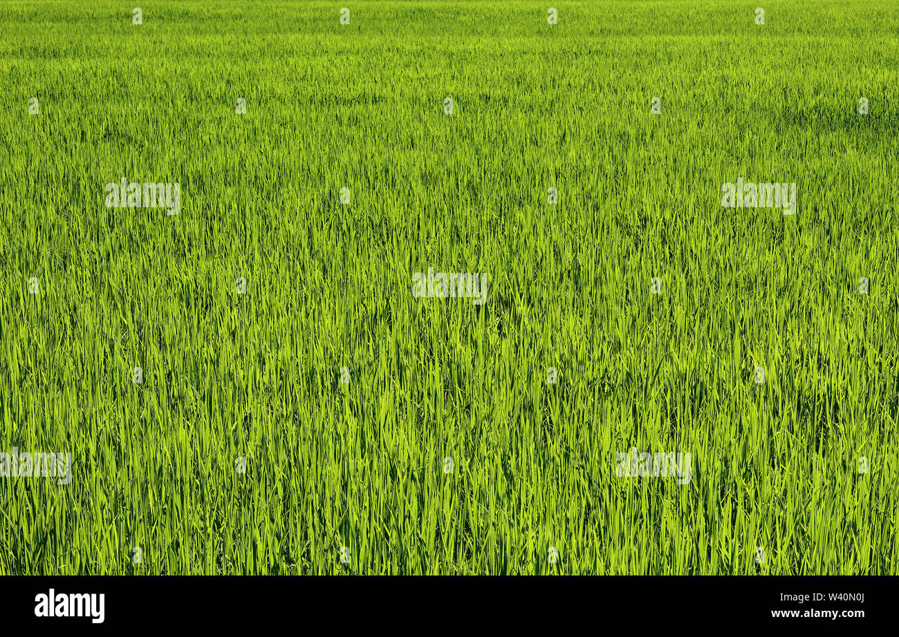 Green grass field background hi-res stock photography and images - Alamy