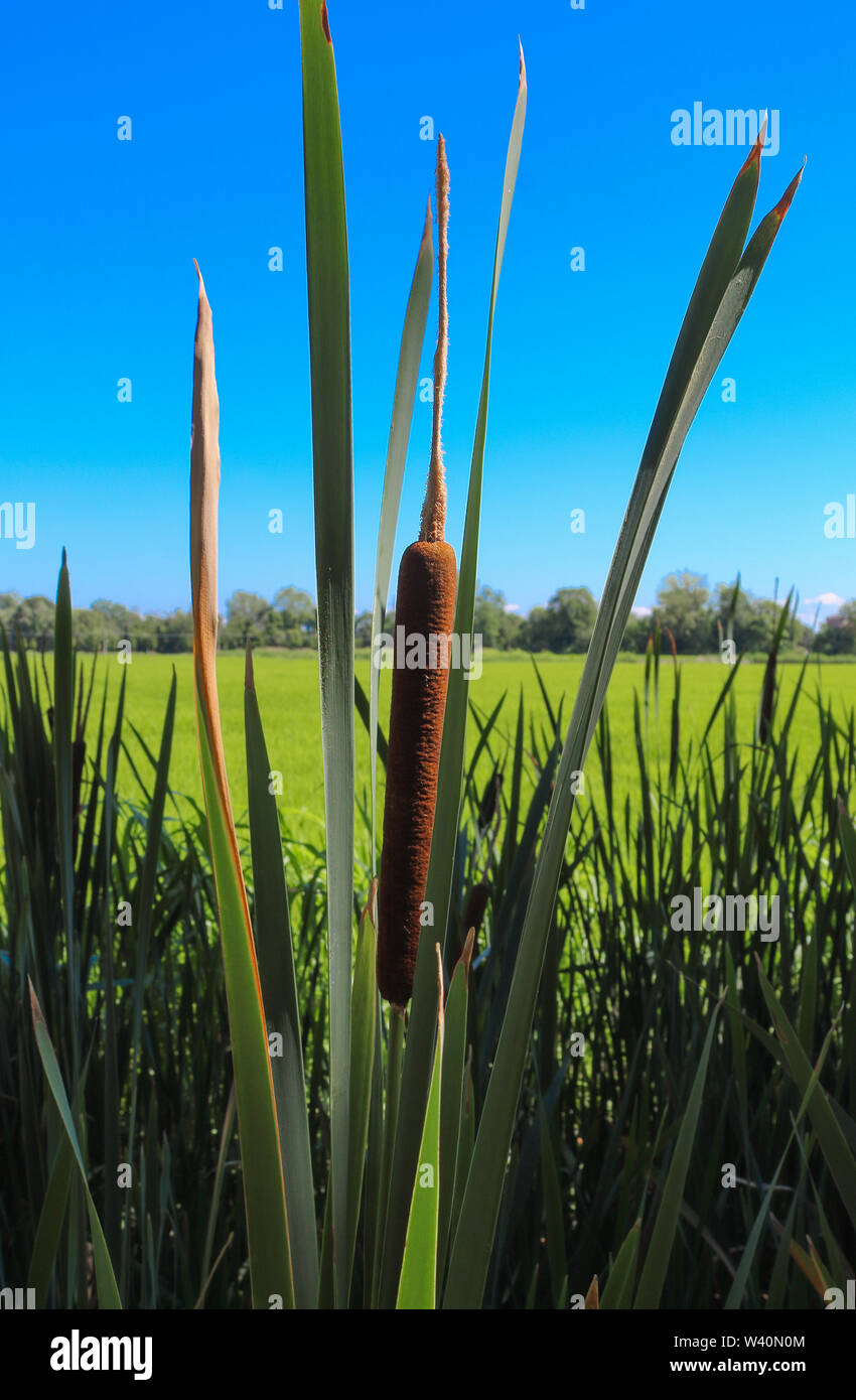 Corn dog grass hires stock photography and images Alamy