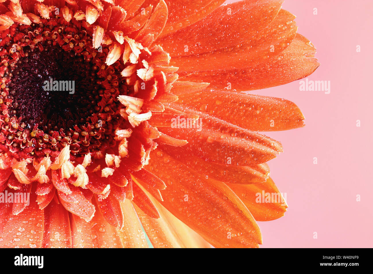 Selective focus of a beautiful abstract macro of an orange colored Gerbera Daisy with water drops over a pink background. Copy space for your text. To Stock Photo