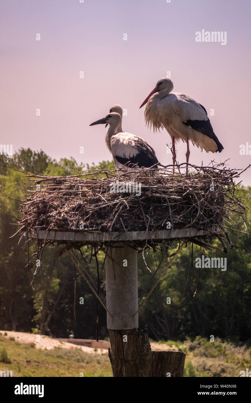 Knokke-Heist, Flanders, Belgium -  June 18, 2019: Zwin Bird Refuge. Closeup of adult stork and two chicks storks sitting on nest made on top of pillar Stock Photo