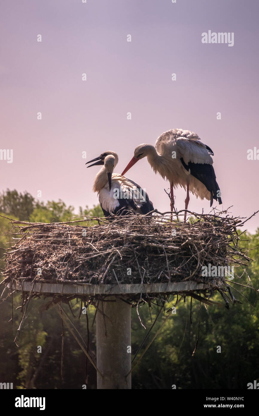 Knokke-Heist, Flanders, Belgium -  June 18, 2019: Zwin Bird Refuge. Closeup of adult stork and two chicks storks sitting on nest made on top of pillar Stock Photo