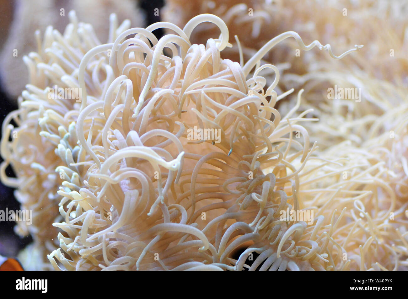 close up of Sea anemones Stock Photo