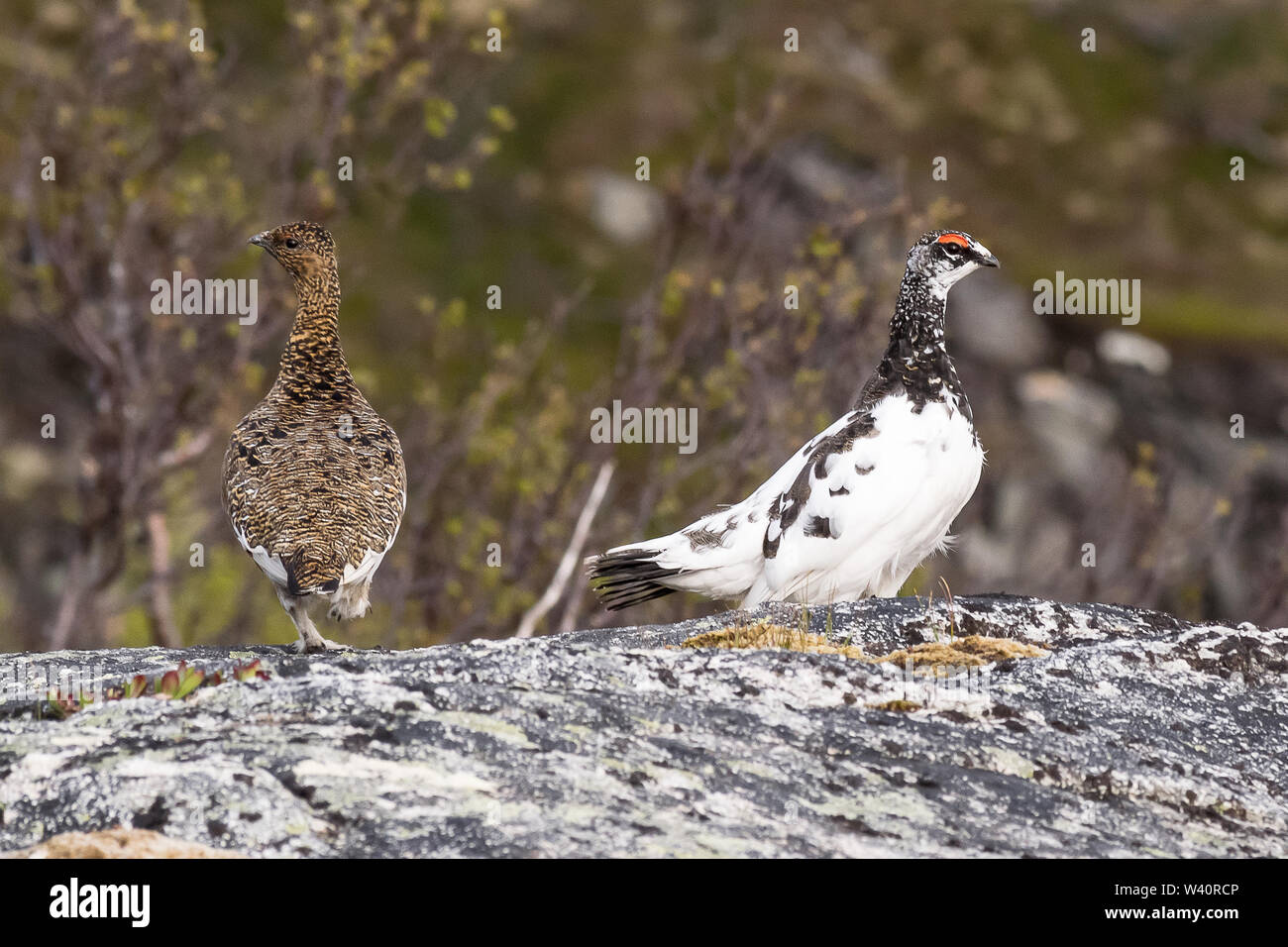 A pair of rock ptarmigan, best known for their feathered feet, roam the hills and tundra on the island of Senja in arctic Norway. Stock Photo