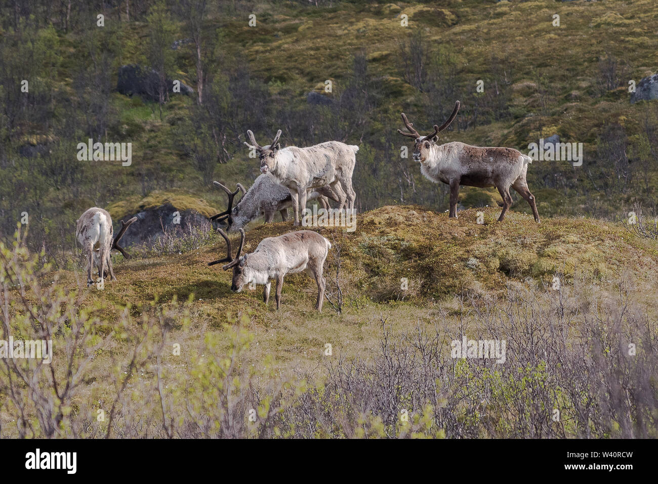 A small herd of wild reindeer roam the tundra on the hills and mountains of the arctic Norwegian island of Senja. Stock Photo