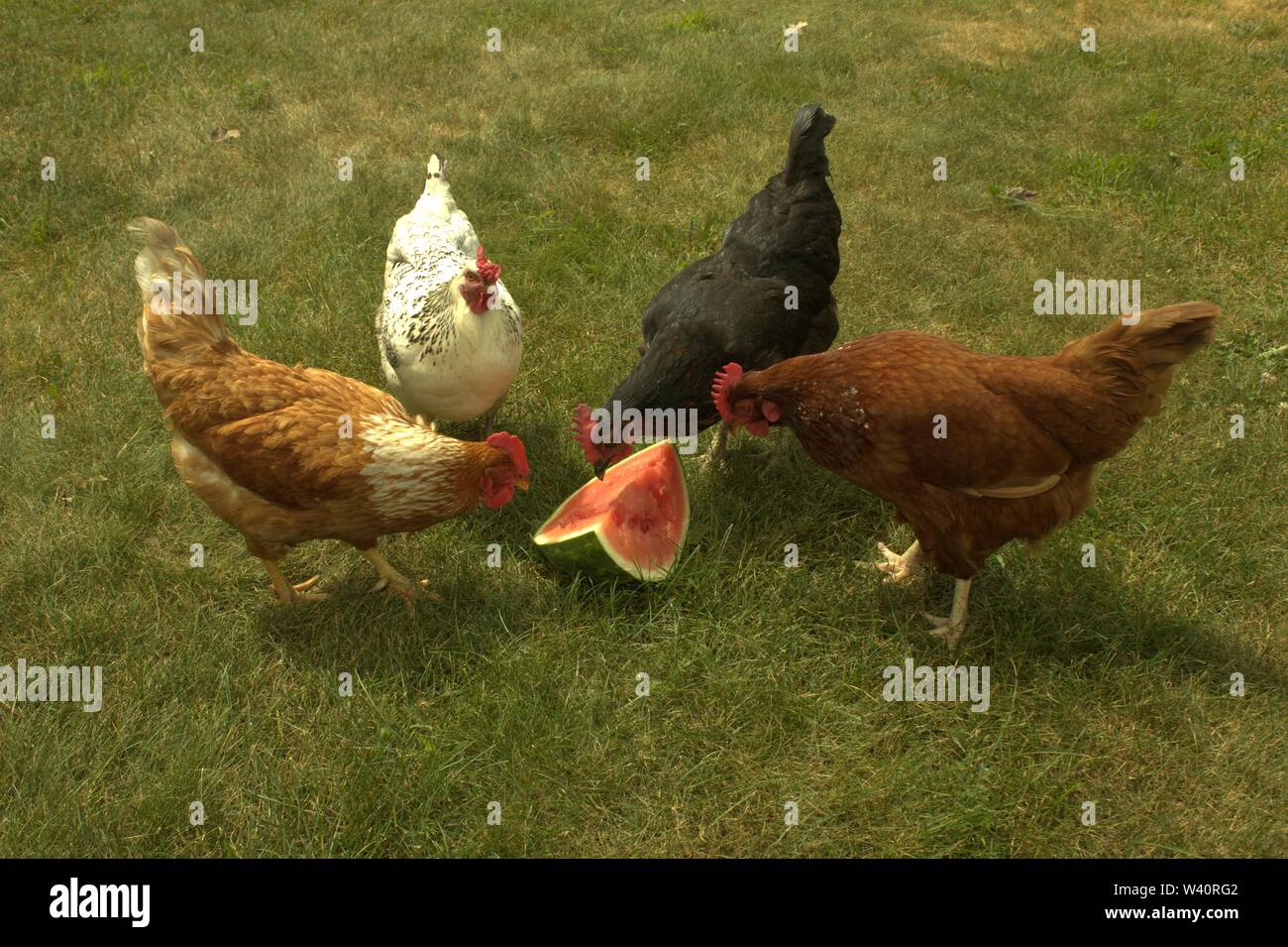 Four Hens Share A Slice Of Watermelon On A Hot Summer's Day Stock Photo