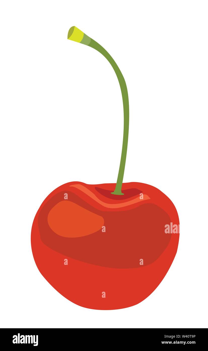 Cherry fruit vector illustrations. Stock Vector