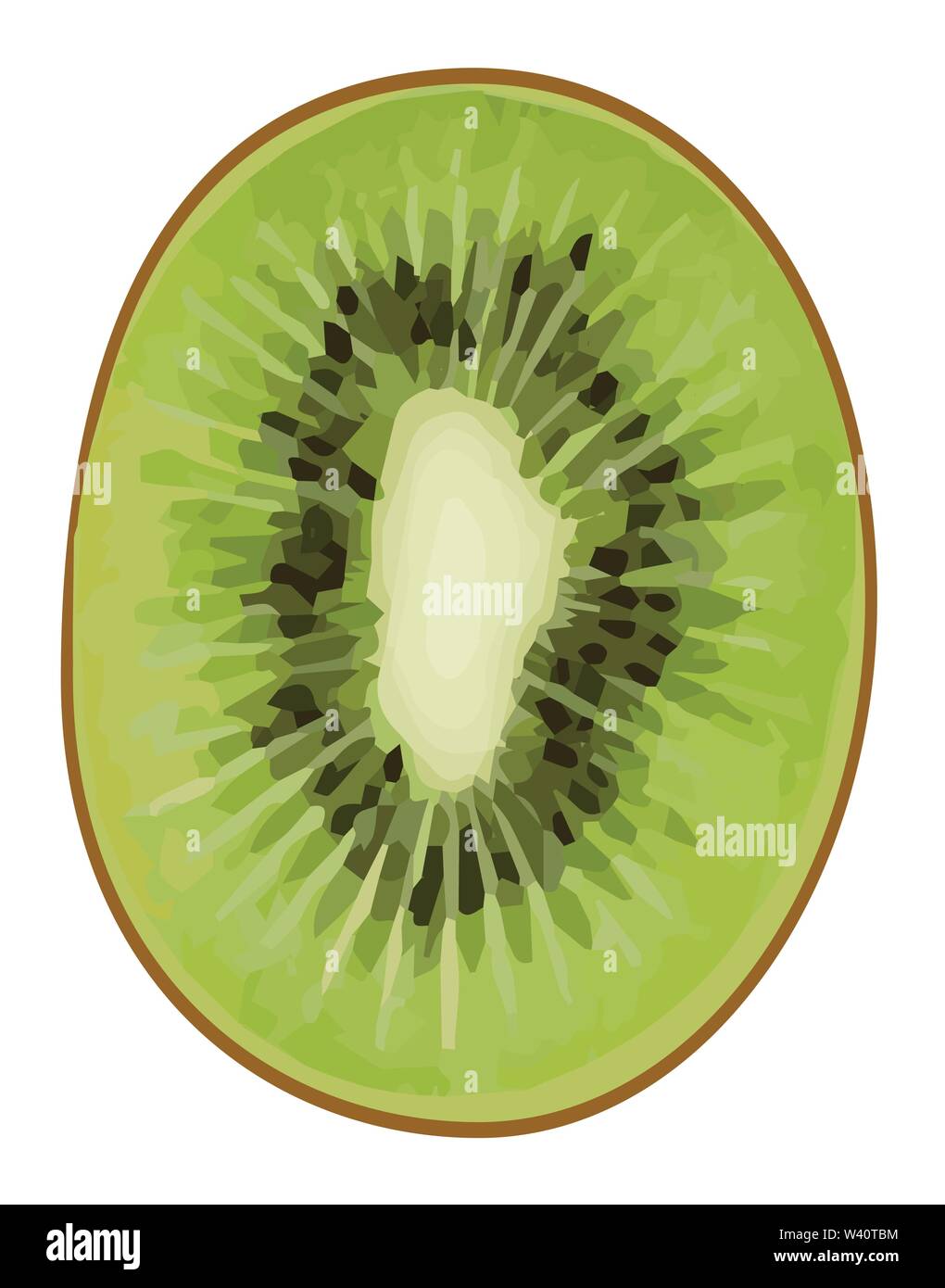 kiwi fruits vector illustrations. Stock Vector