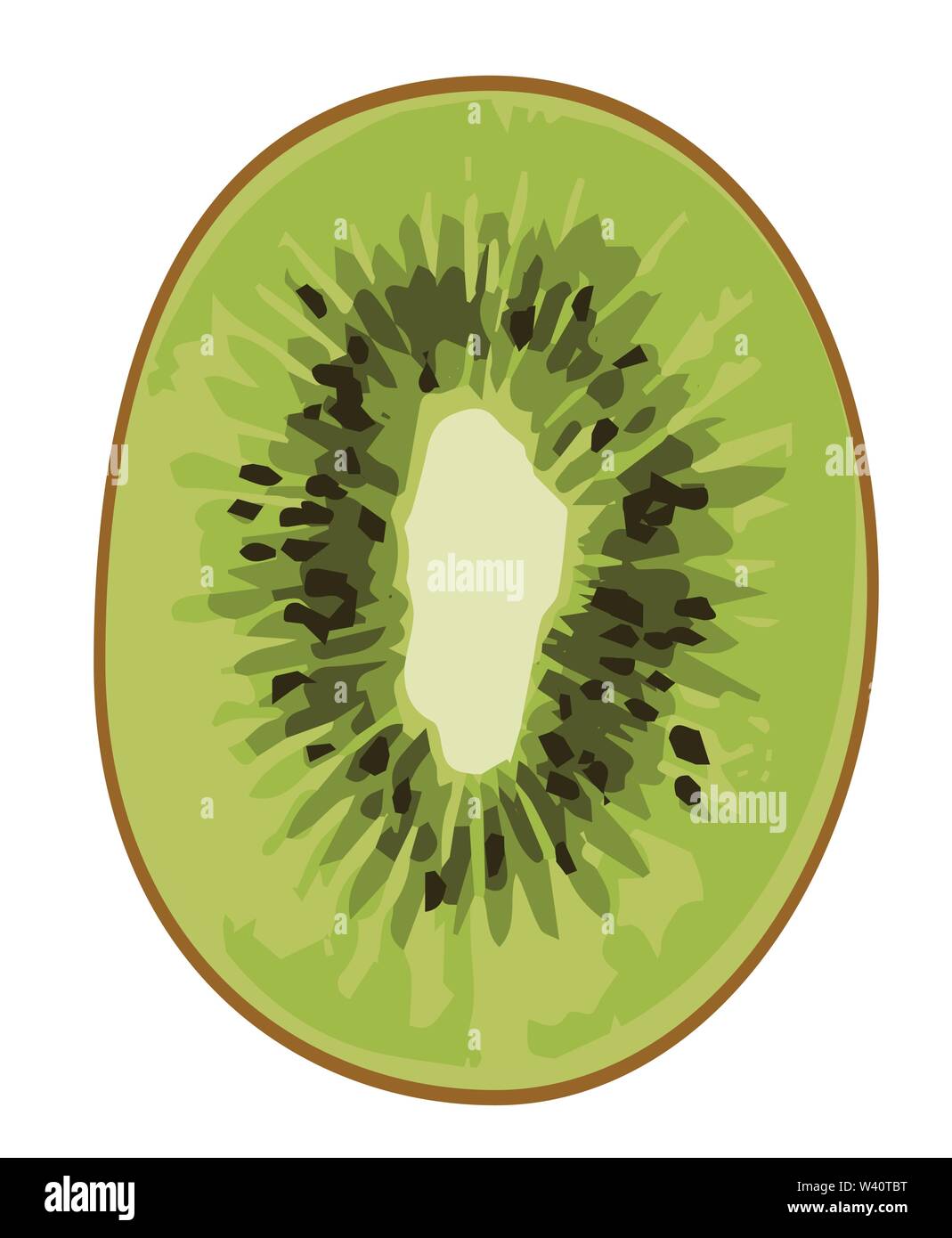 kiwi fruits vector illustrations. Stock Vector