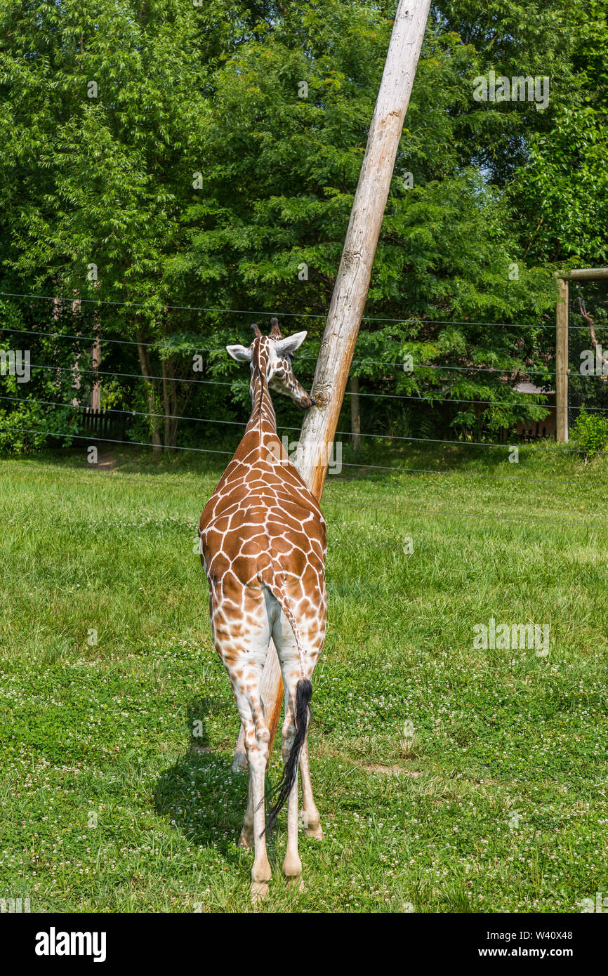 A reticulated giraffe licks a pole in his enclosure in the African Journey at the Fort Wayne Children's Zoo in Fort Wayne, Indiana, USA. Stock Photo