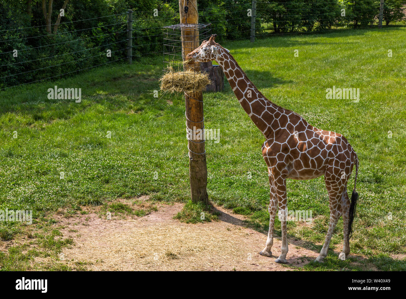 A hungry reticulated giraffe eats his elevated dinner while in an enclosure at the Fort Wayne Children's Zoo in Fort Wayne, Indiana, USA. Stock Photo