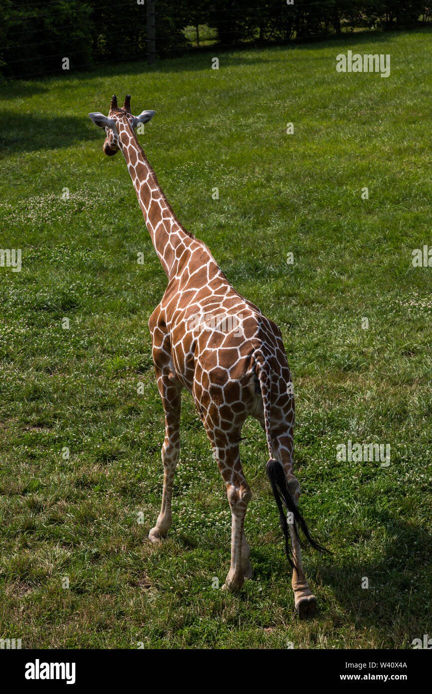 A reticulated giraffe walks through his enclosure in the African Journey at the Fort Wayne Children's Zoo in Fort Wayne, Indiana, USA. Stock Photo