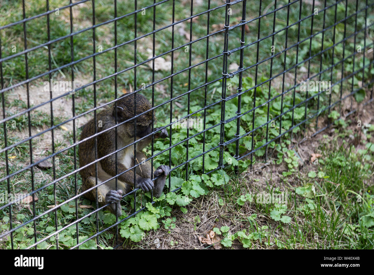 An Allen's Swamp Monkey looks out from his cage in the African Journey at the Fort Wayne Children's Zoo in Fort Wayne, Indiana, USA. Stock Photo