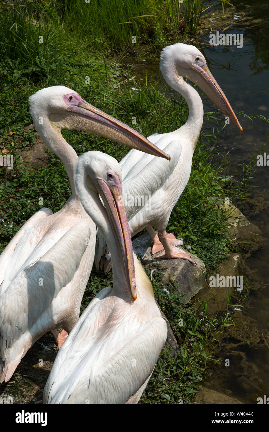 Three captive great white pelicans gather near the pond in the African Journey at the Fort Wayne Children's Zoo in Fort Wayne, Indiana, USA. Stock Photo