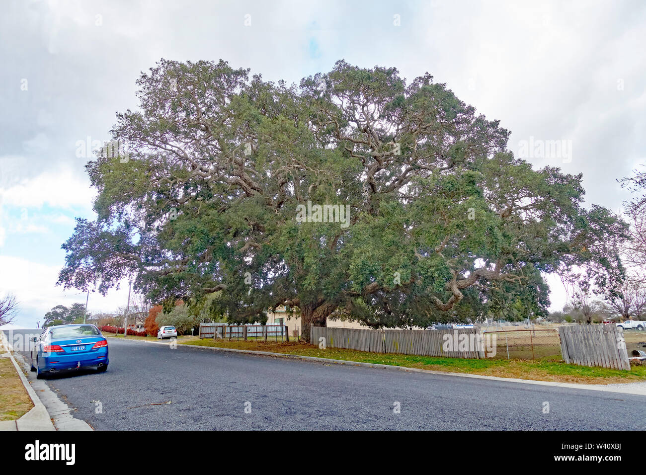 Large Cork Oak tree Quercus suber brought from England as a seedling to
