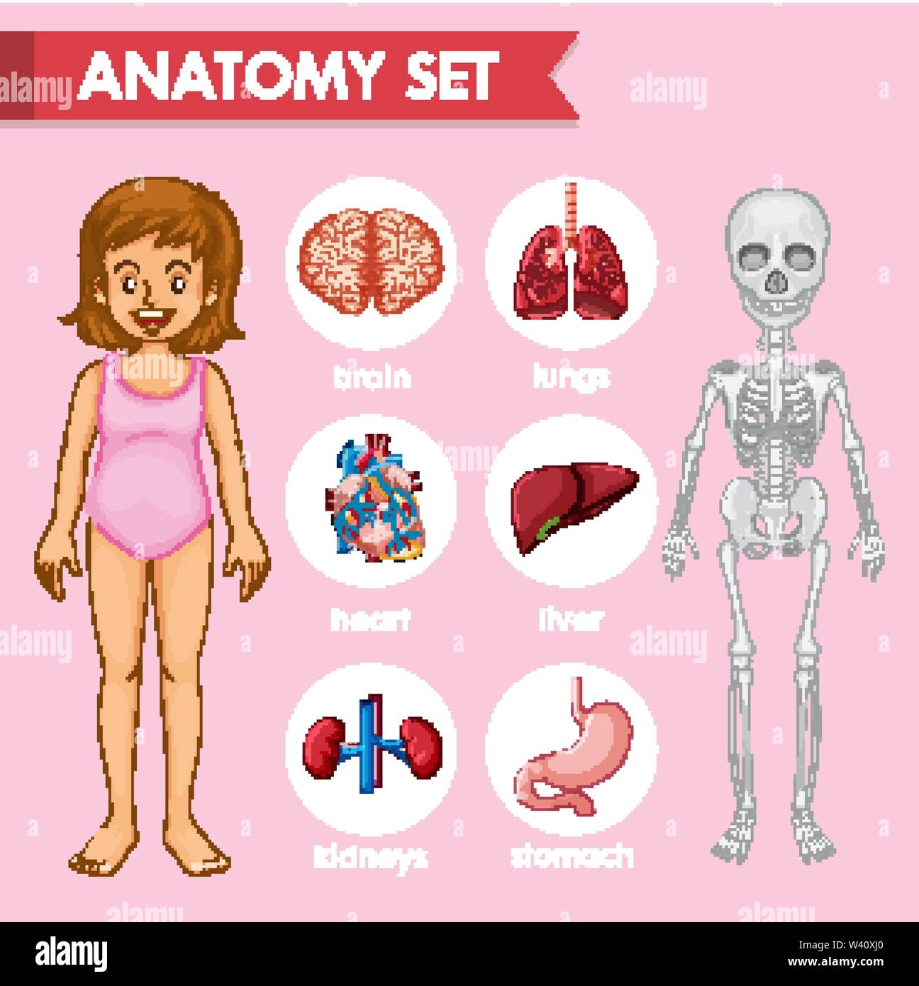 Scientific medical illustration of human anatomy set illustration Stock ... Biology Diagrams