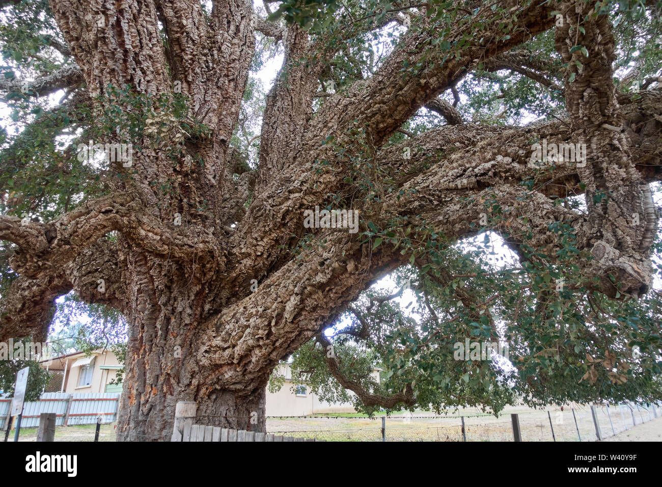 Tenterfield Australia High Resolution Stock Photography and Images Alamy