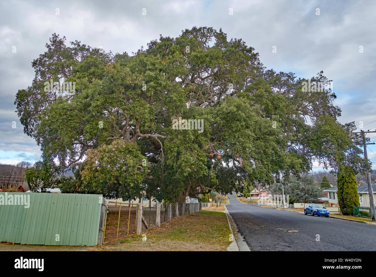 Large Cork Oak tree, Quercus suber, brought from England as a seedling