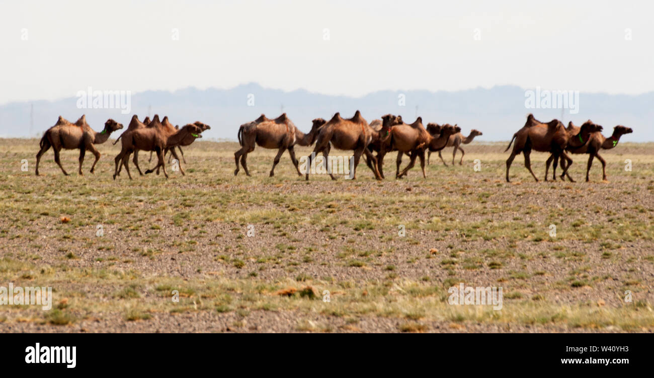 Herd of Bactrian camels in the Gobi Desert, Mongolia Stock Photo