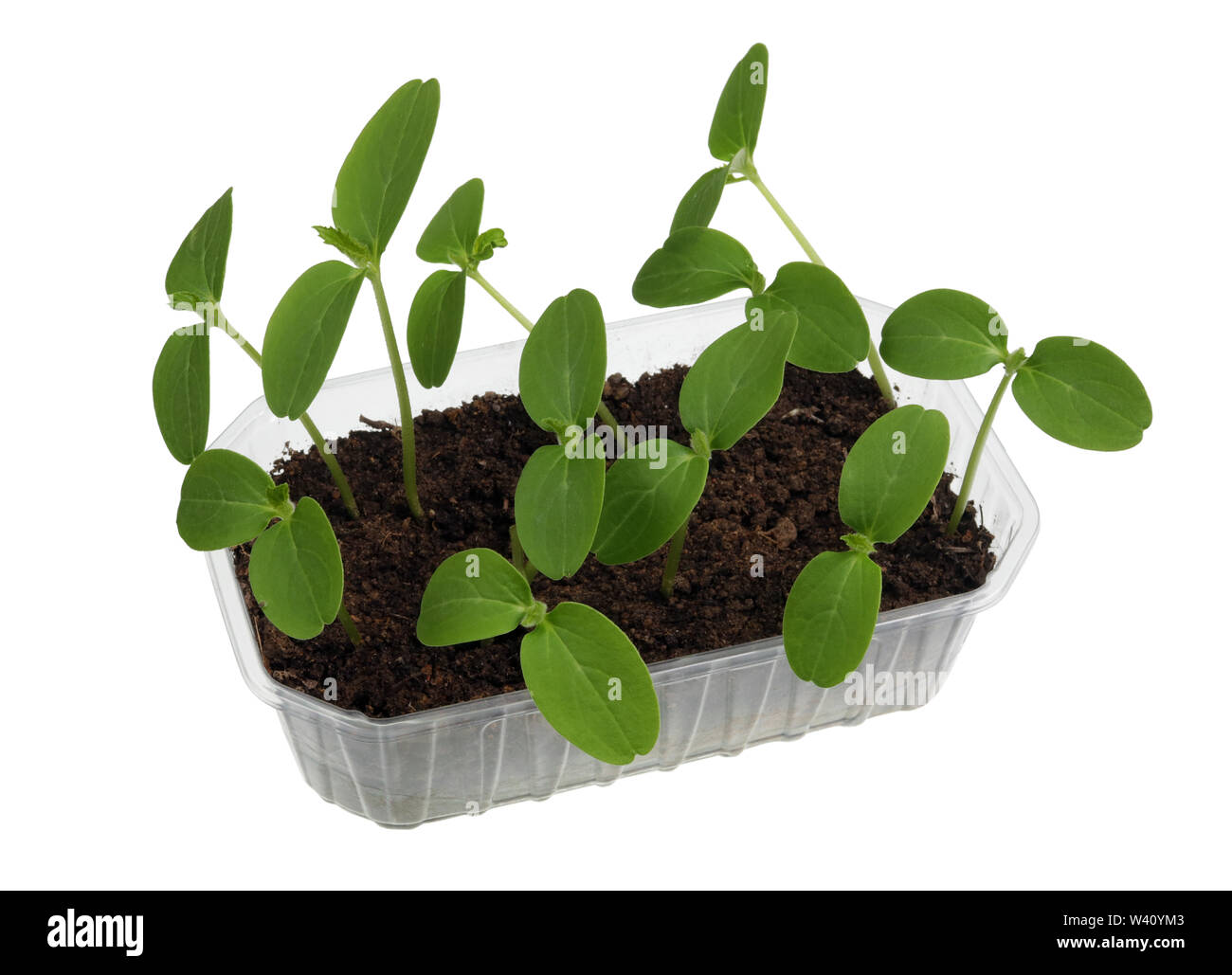 Mini garden on the window. Plastic pot with  compost and  spring fragile sprouts of marrow vegetables. Isolated on white macro studio Stock Photo