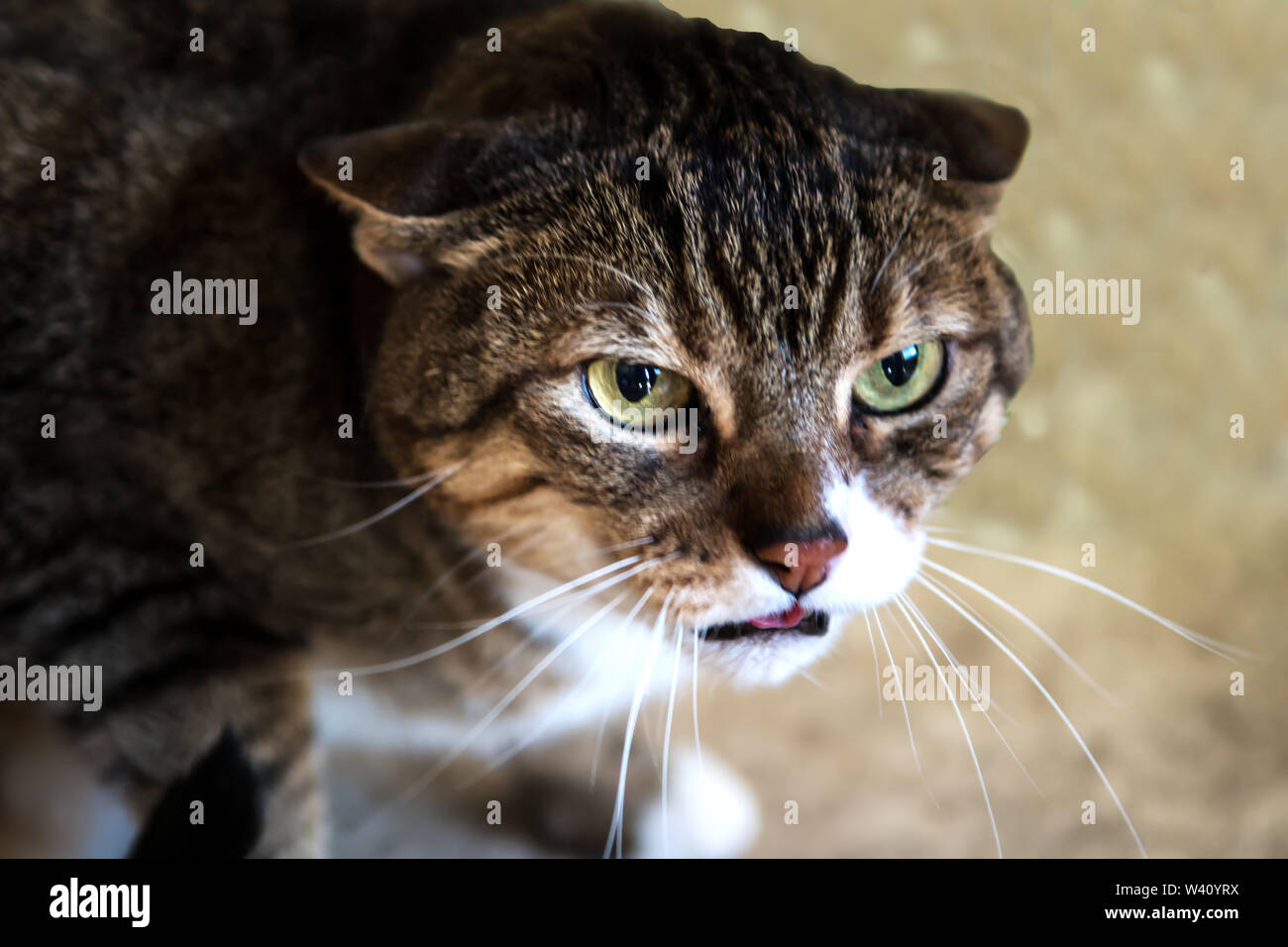 Angry Pet Funny Portrait Cute Cat Human Eyes Expressive Different Stock  Photo by ©vova130555@gmail.com 607160664