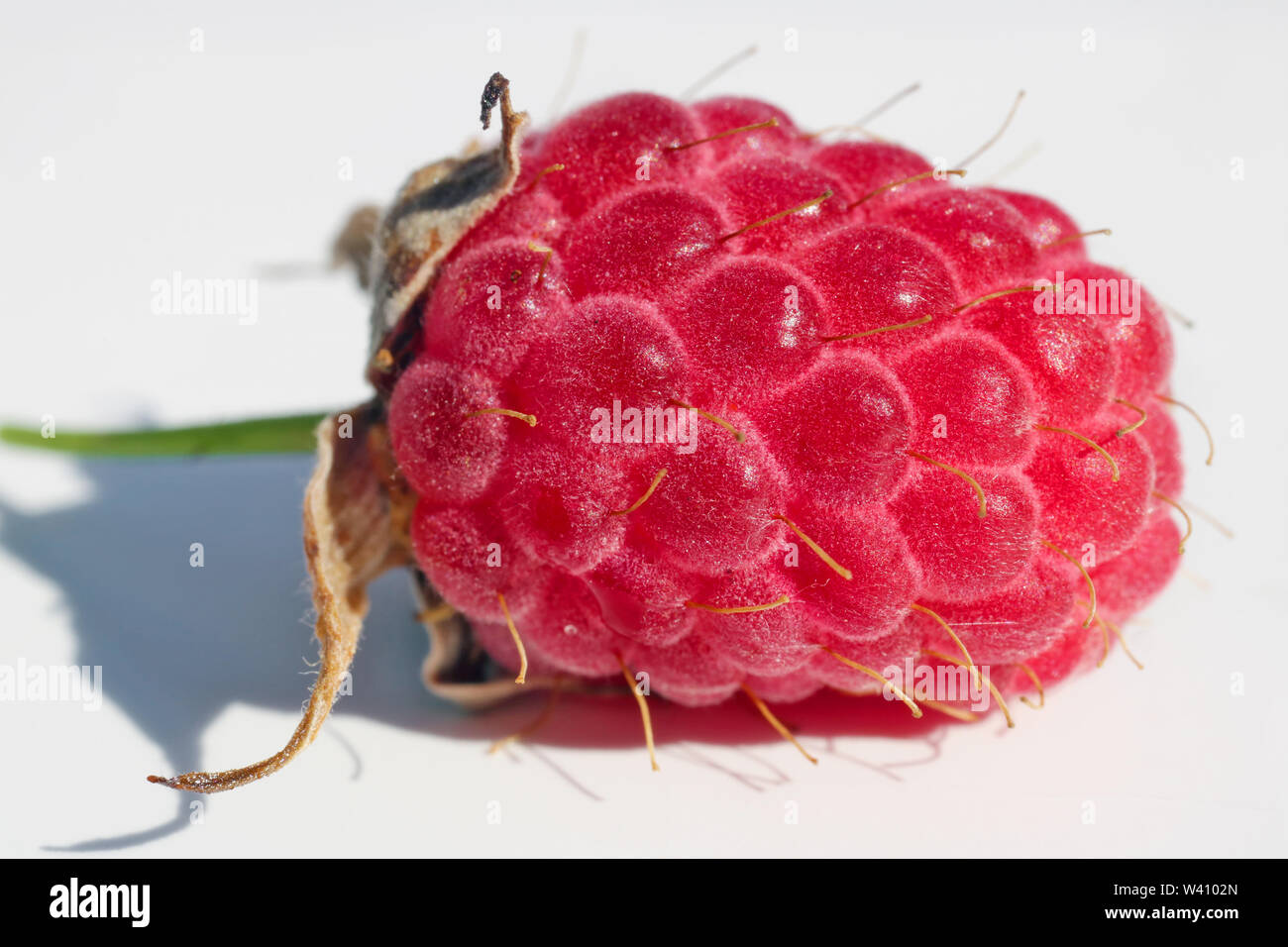 Real Raspberries Real raspberries hi-res stock photography and images - Alamy