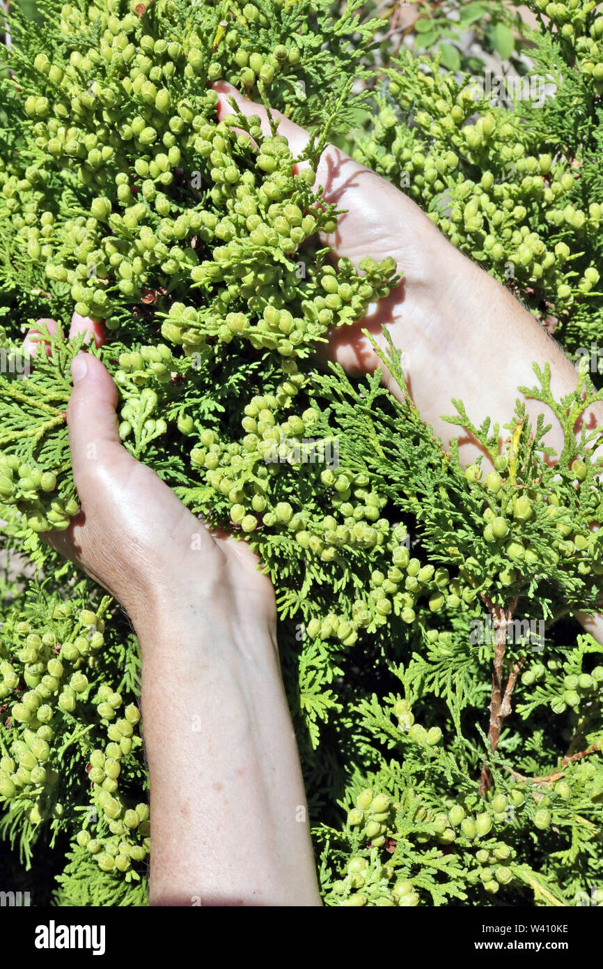 Summer works in a garden  concept. The woman - farmer care the  evergreen thuja  tree hedge  branches. Stock Photo