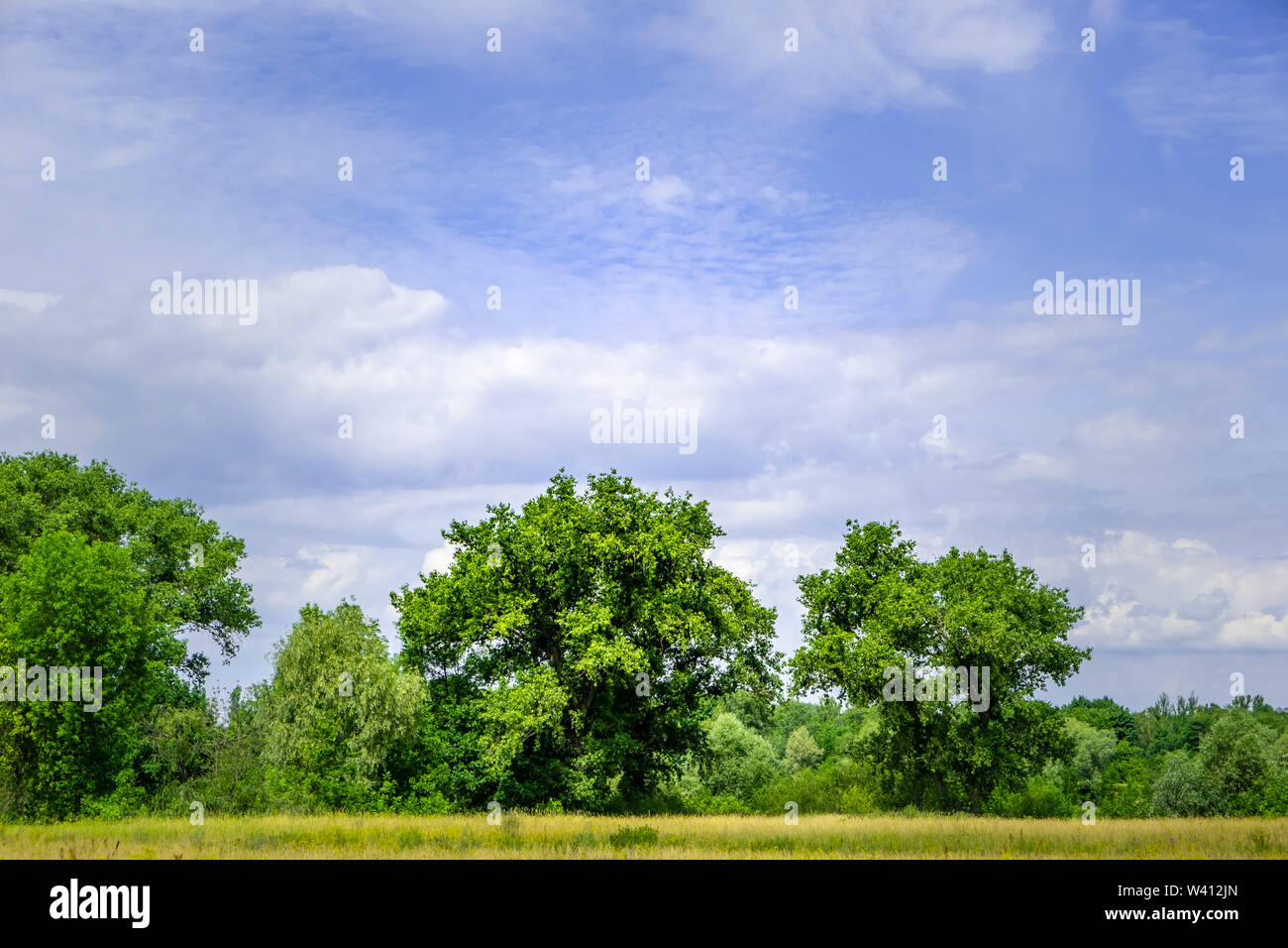 Green trees under blue sky - minimalist landscape Stock Photo - Alamy
