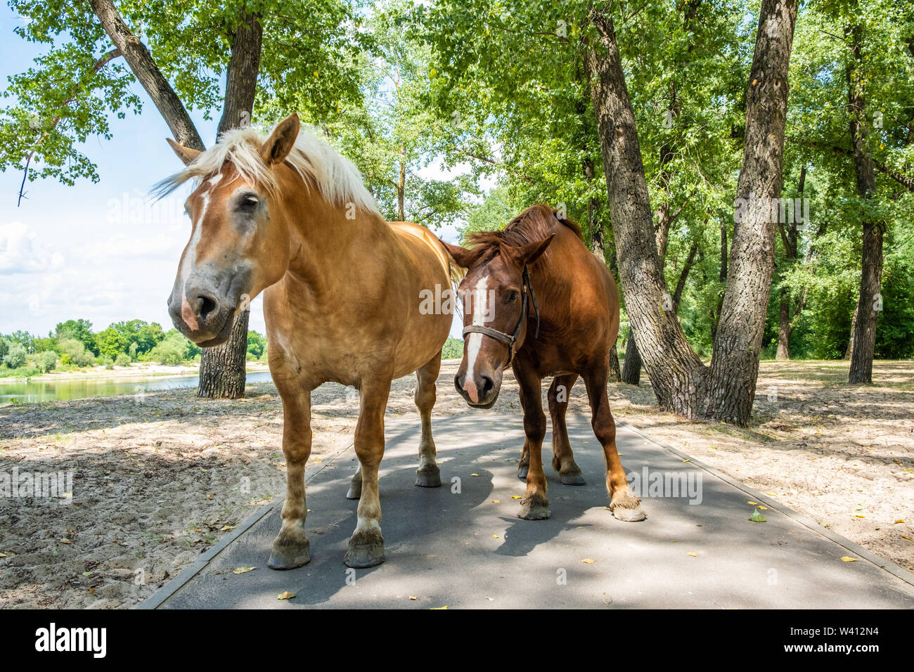 Two beautiful horses in a park in Gomel, Belarus Stock Photo