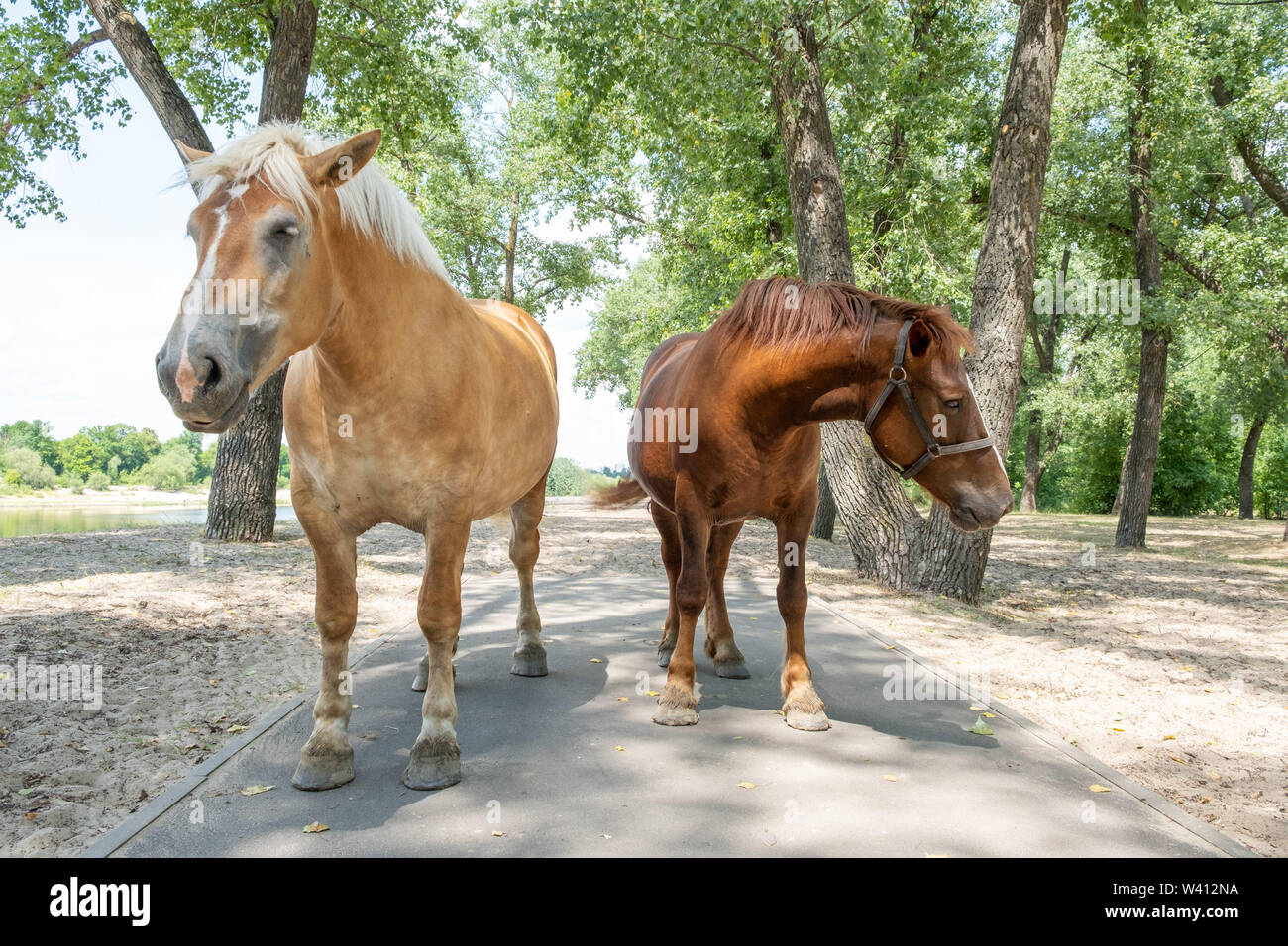 Two light and dark brown horses on walkway in a park Stock Photo