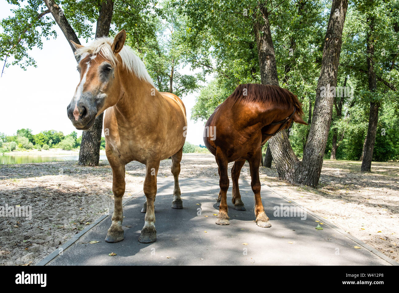 Two light and dark brown horses in a park Stock Photo