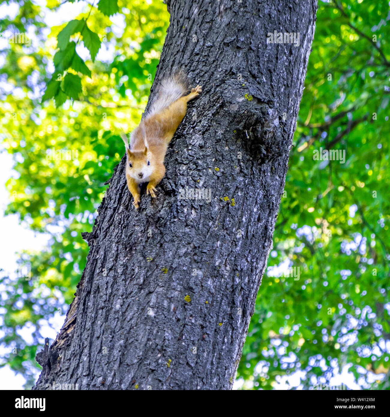 Squirrel on a tree looking straight into the camera Stock Photo