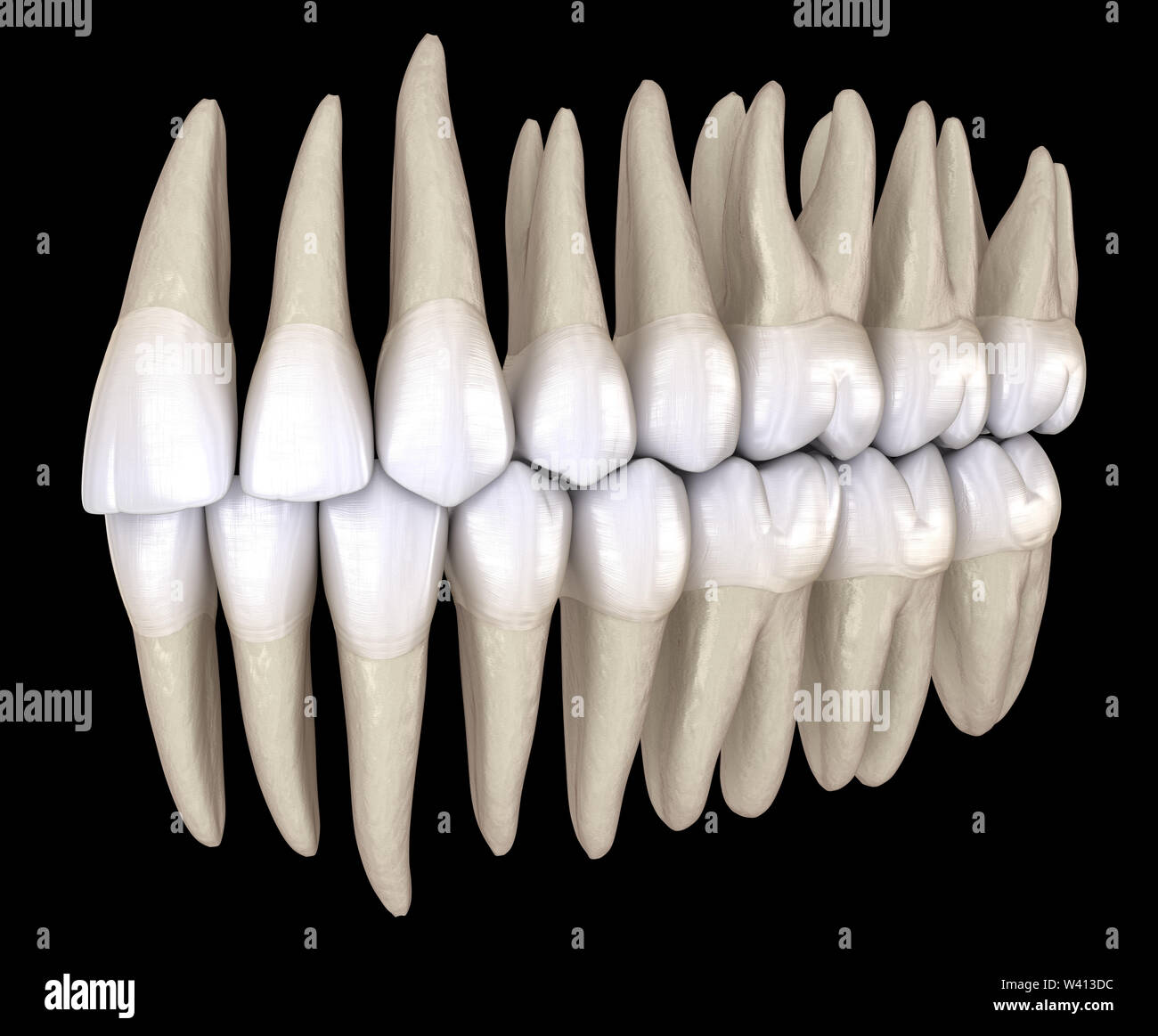 Healthy human teeth with normal occlusion from inside view. 3D