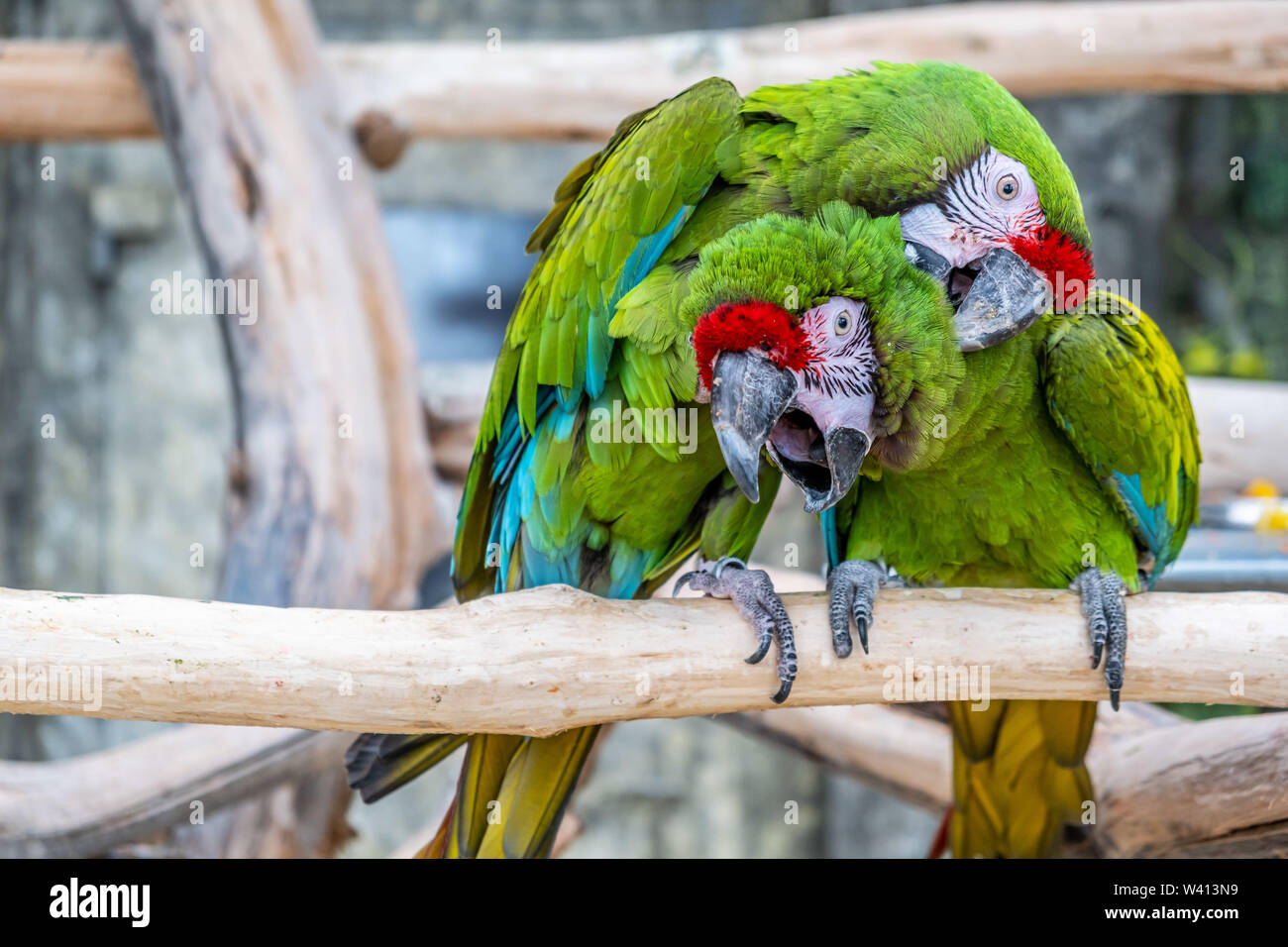 Two parrots Ara Militaris cleaning feathers in a funny pose Stock Photo -  Alamy