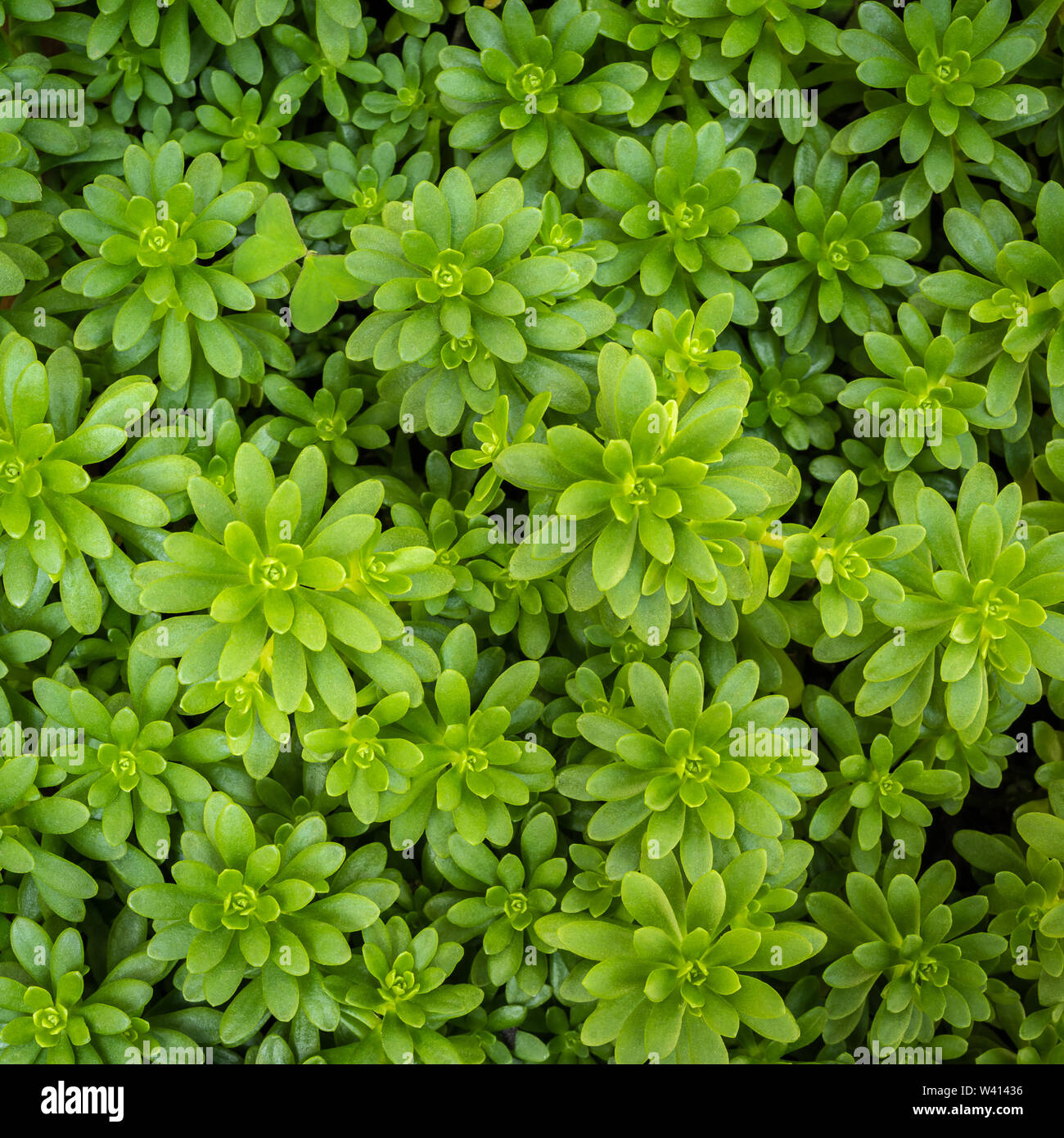 Sedum luteoviride, leaf succulents flowering plants in the family Crassulaceae Stock Photo