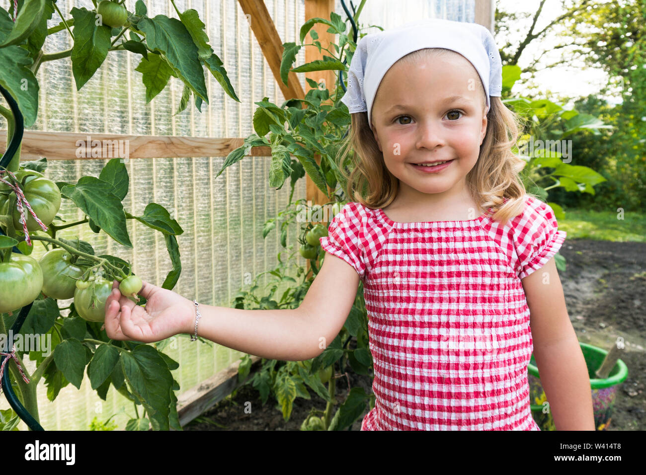young pre-school girl shows and checks the organic tomatoes growing in her vegetable patch Stock Photo