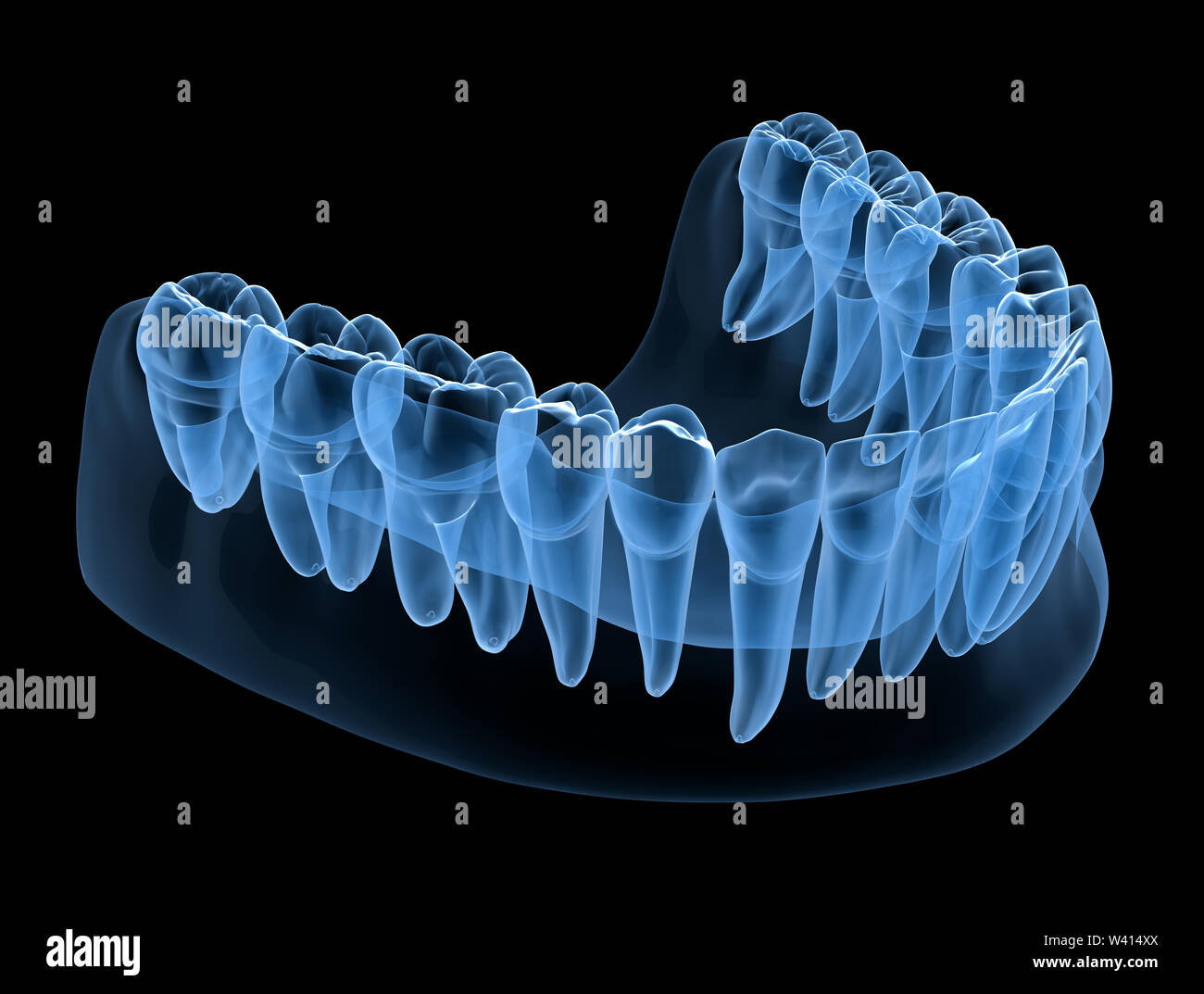 Dental Anatomy Of Mandibular Human Gum And Teeth X Ray View Medically Accurate Tooth 3d