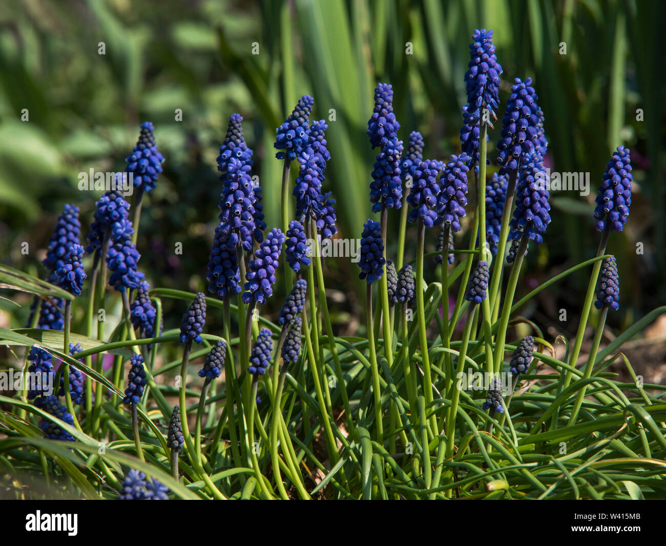 Grape Hyacinth (Muscari armeniacum) is a perennial bulb that blossoms into urn-shaped flowers in the Spring. Stock Photo