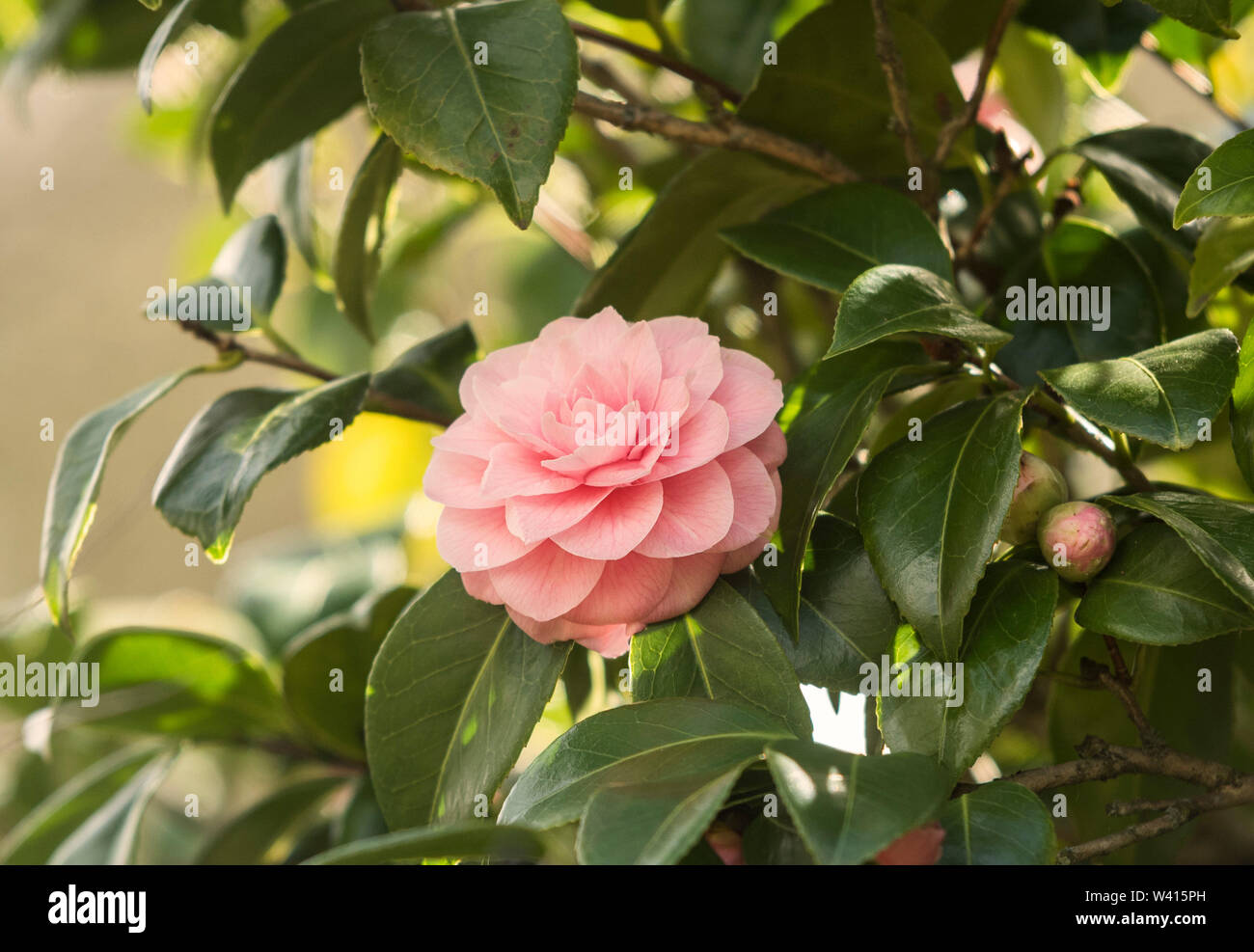 Camellia Japonica. Rose of Winter. There are 100–300 described species