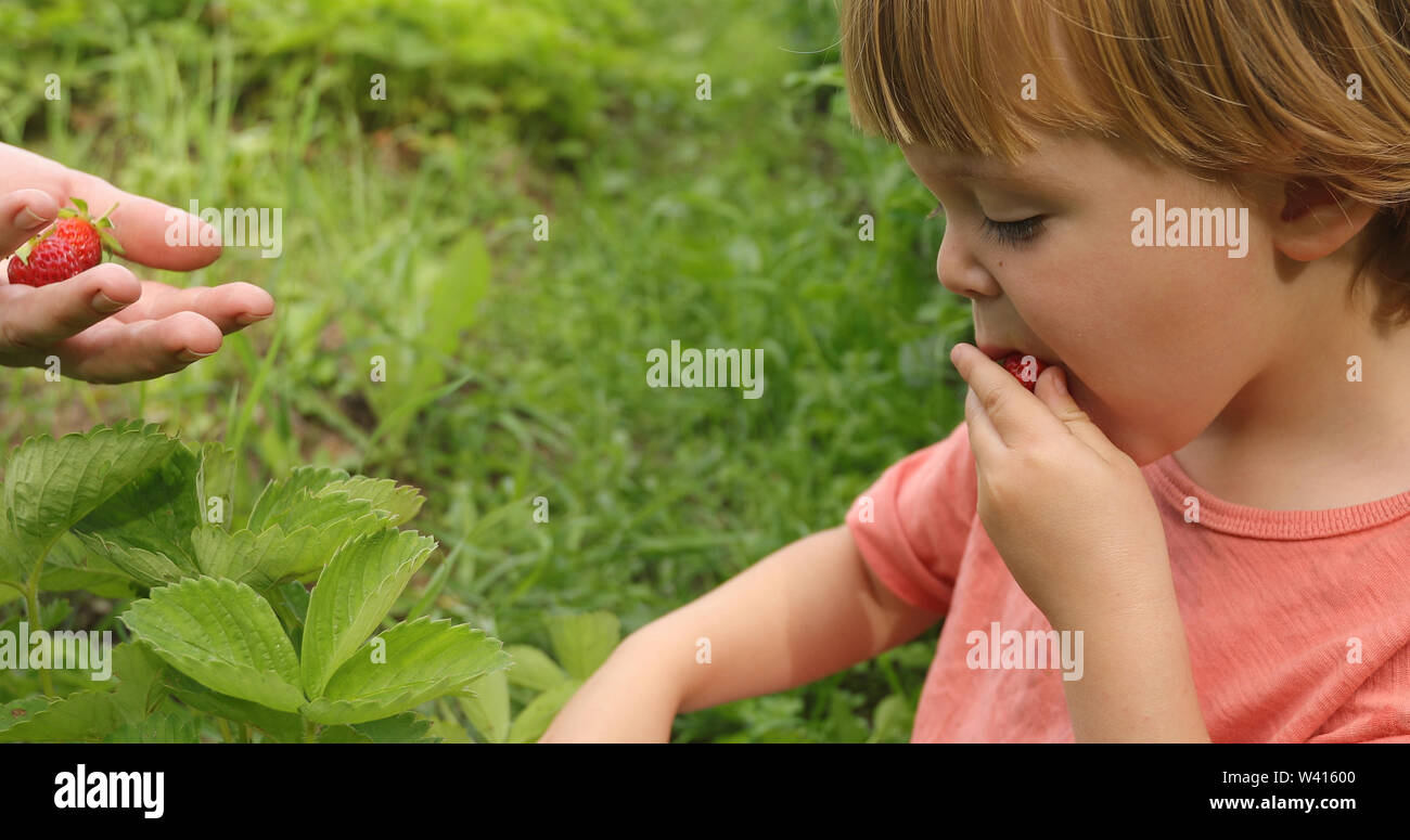 Toddler eating strawberry in garden Stock Photo