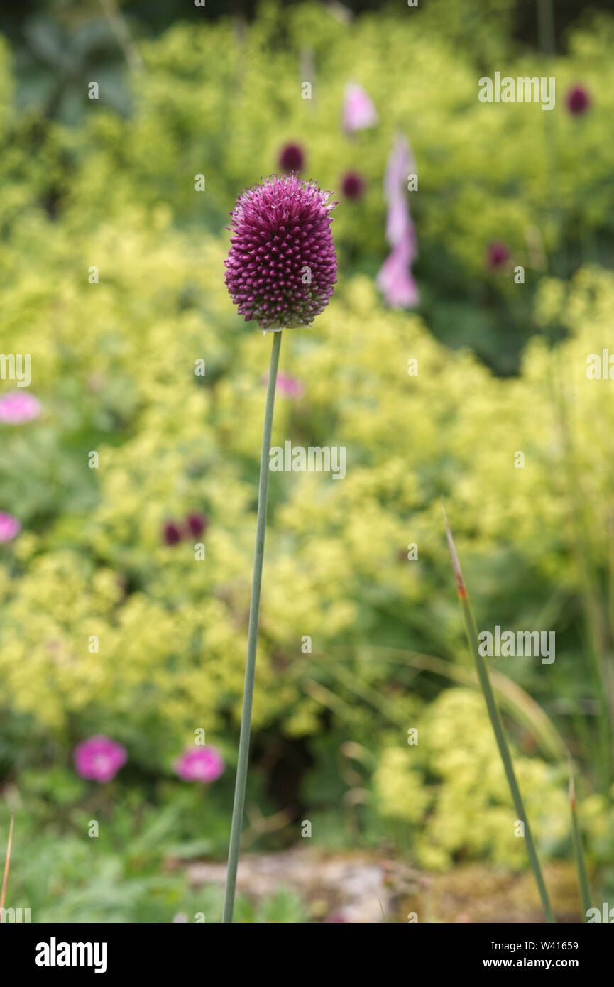 Spierstrauch Kolbenspiere Spiraea Billardii Triumphans