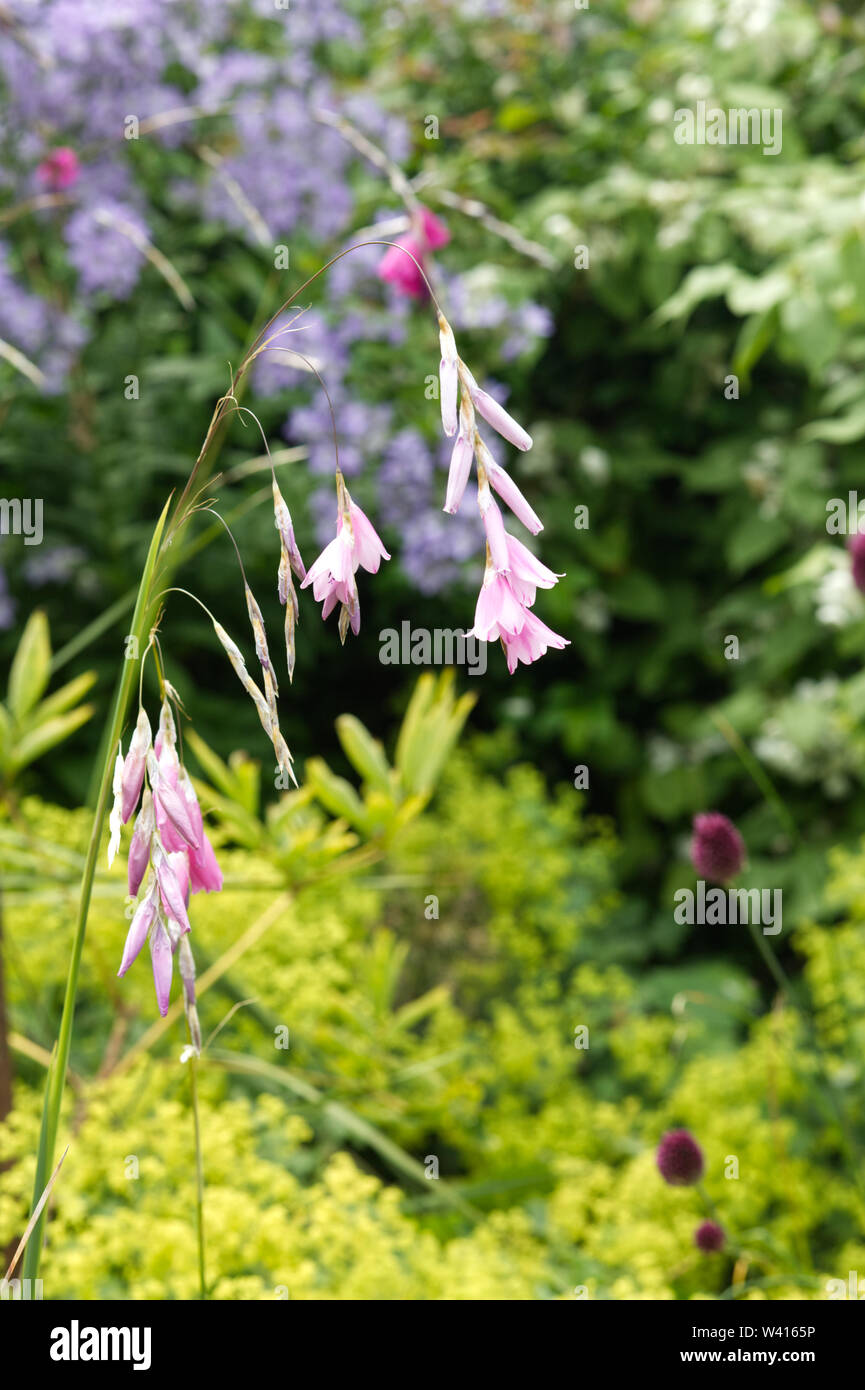 dierama pulcherrimum flowering in the garden Stock Photo