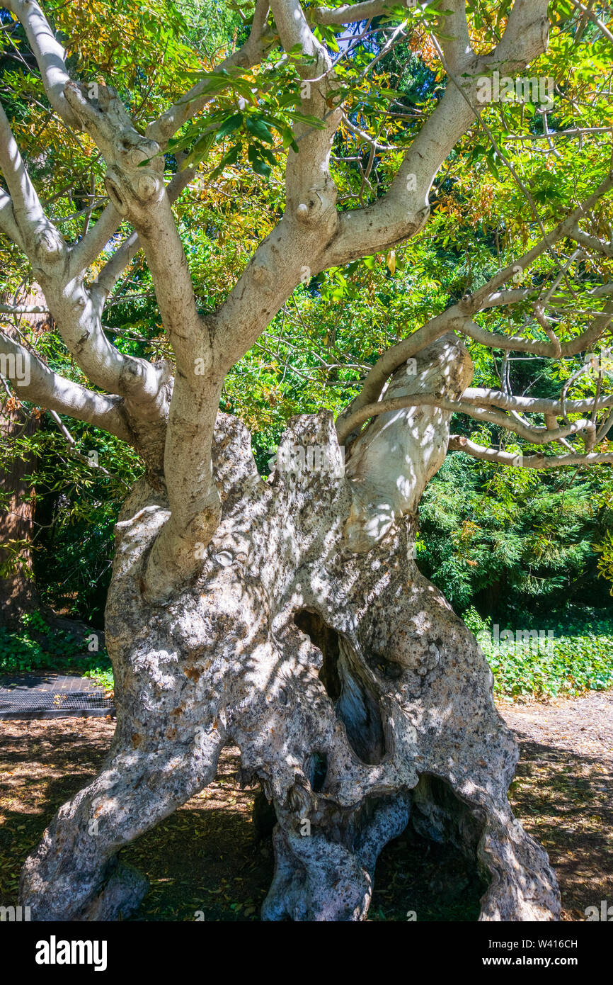 Ancient California buckeye tree (Aesculus californica) with hollow white trunk and twisted branches, still alive; UC Berkeley campus, San Francisco Ba Stock Photo