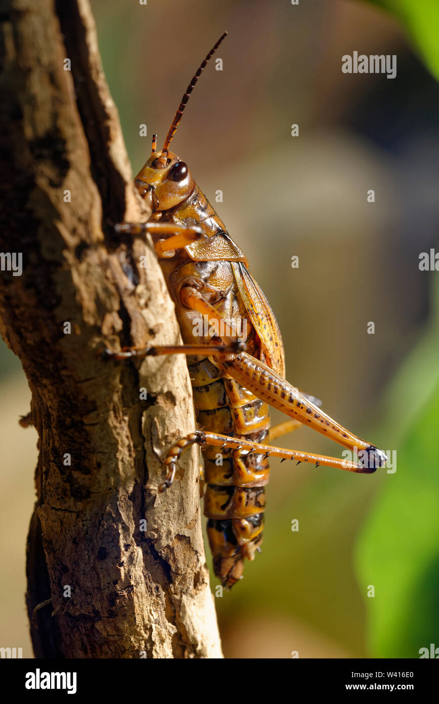 Eastern Lubber Grasshopper - Romalea microptera from North America ...