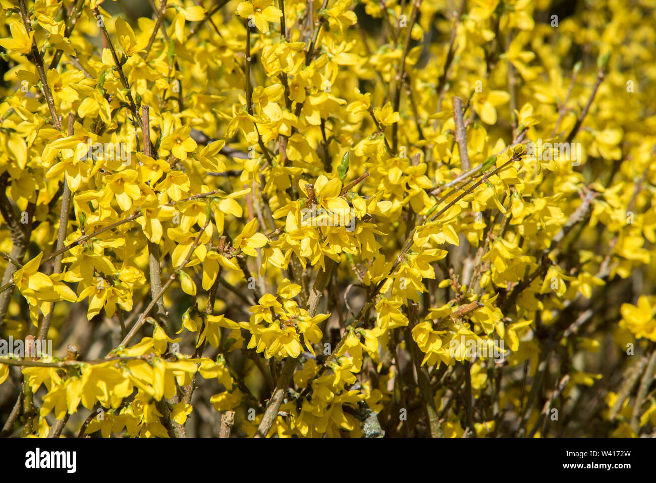 Close up of Forsythia possibly 'Fiesta', a genus of flowering plants in the olive family Oleaceae. Notably has no scent. Stock Photo