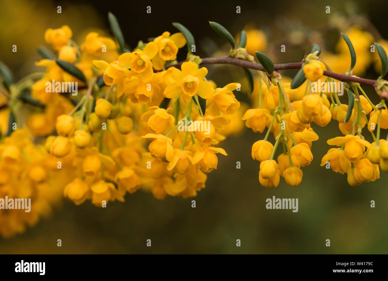 Les Pins Noirs Berberis Thunbergii Starbust Yanbur