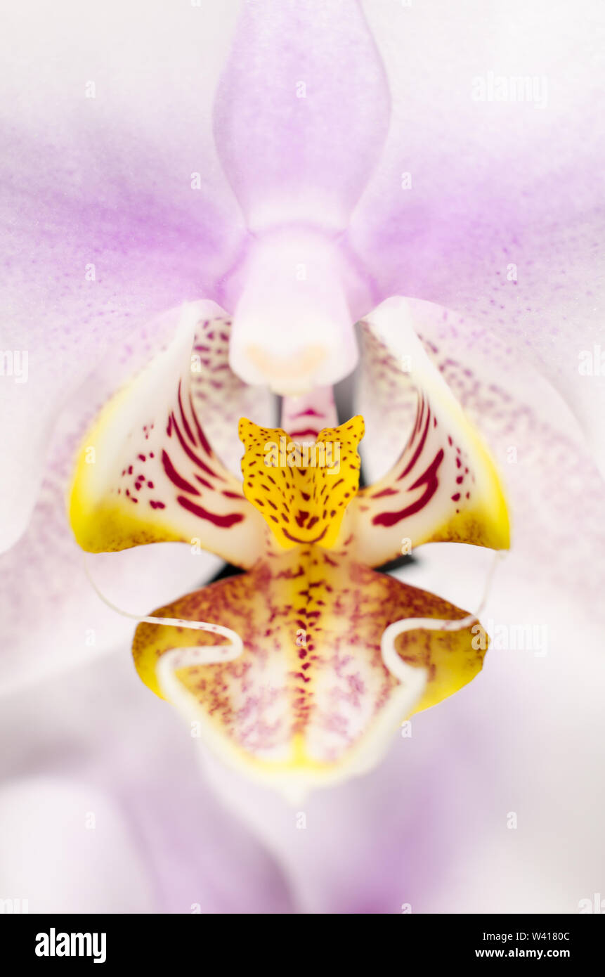 Orchidaceae, Macro photograph of an orchid Stock Photo